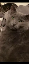 pet-image