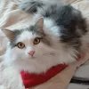 pet-image