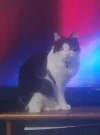 pet-image