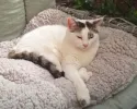 pet-image