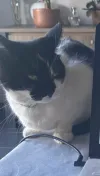 pet-image