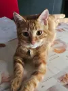 pet-image
