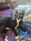 pet-image