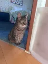 pet-image