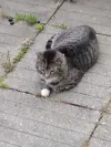 pet-image