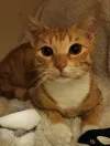 pet-image
