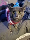 pet-image