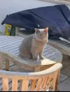 pet-image
