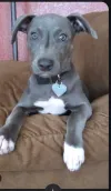 pet-image