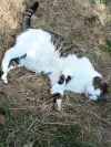 pet-image
