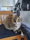 pet-image