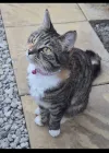pet-image