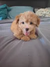 pet-image