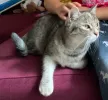 pet-image