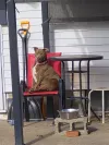 pet-image