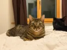 pet-image