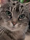 pet-image