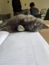 pet-image