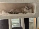 pet-image