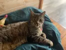 pet-image