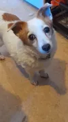 pet-image