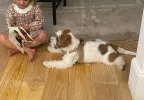 pet-image