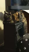 pet-image