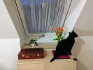 pet-image