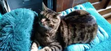 pet-image