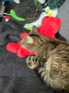 pet-image