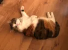 pet-image