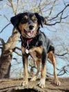 pet-image