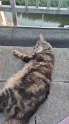pet-image