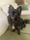 pet-image