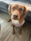 pet-image