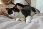 pet-image