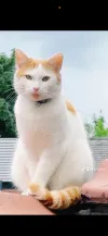 pet-image