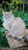 pet-image