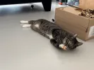 pet-image