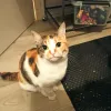 pet-image