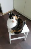 pet-image