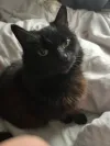 pet-image