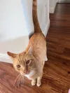 pet-image