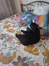 pet-image