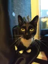 pet-image
