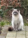 pet-image