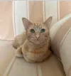 pet-image