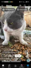 pet-image