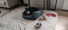 pet-image