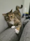pet-image
